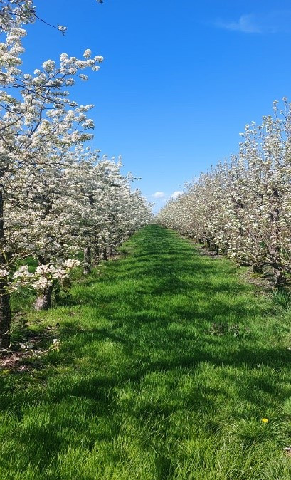 Voorstel tot het creëren van een voedselbos aan de Luchtenburgseweg in Tholen